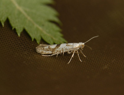 0449 Argyresthia sorbiella 0625.jpg