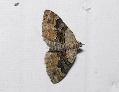 2338 Xanthorhoe quadrifasiata 0665.jpg