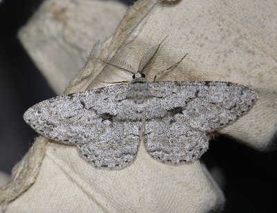 2239 Hypomecis roboraria 0948.jpg