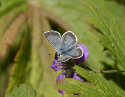 2071 Aricia nicias 1092.jpg