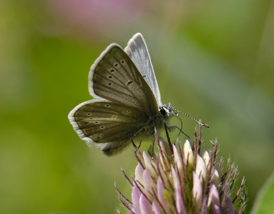 2071 Aricia nicias 1101.jpg