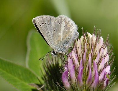 2071 Aricia nicias 1130.jpg
