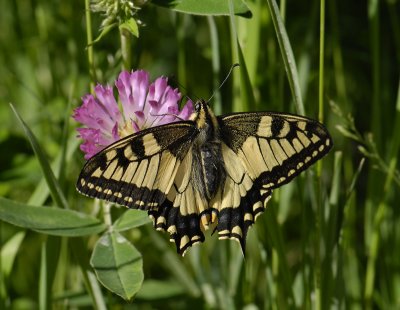 2008   Papilio machaon  1183.jpg