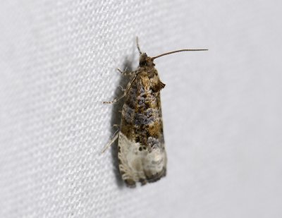 1378 Hedya nubiferana 1458.jpg
