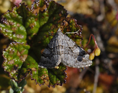 2494 Carsia sororiata 1568.jpg