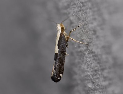 0457 Argyresthia pulchella 1678.jpg