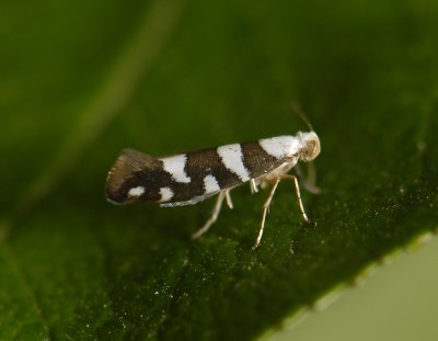 0446 Argyresthia brockeella 1727.jpg