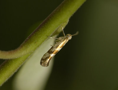 0448 Argyresthia pygmaeella 1736.jpg