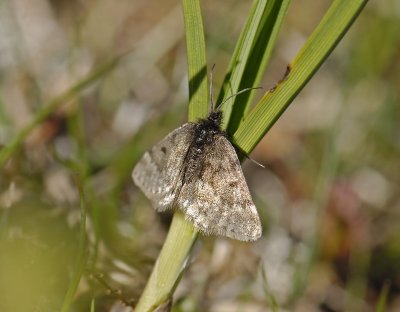 2262 Glacies coracina 2028.jpg
