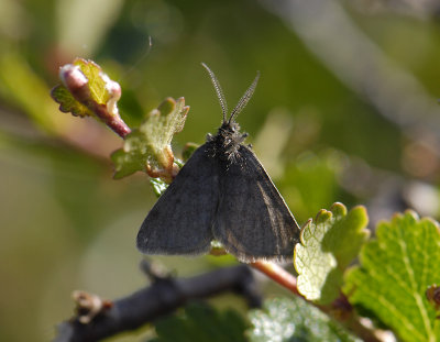 2194   Pygmaena fusca  2032.jpg