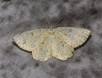 2218 Angerona prunaria 2170.jpg