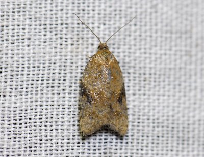 1240 Acleris comariana 2218.jpg