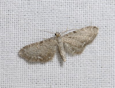 2445   Eupithecia valerianata  2267.jpg