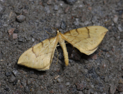 2369   Eulithis pyraliata  2298.jpg