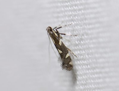 0325   Calybites phasianipennella  2356.jpg