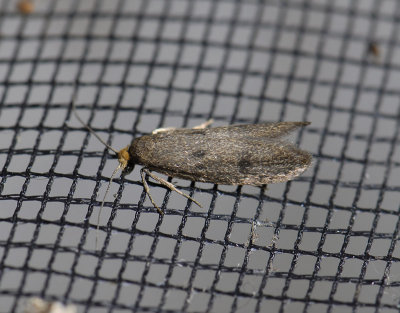 0897   Pseudatemelia josephinae  2374.jpg