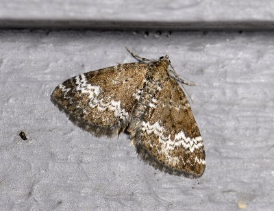 2422 Perizoma alchemillata 2498.jpg