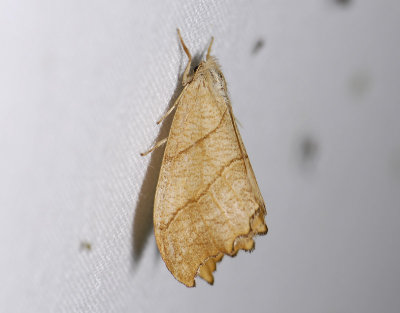 2166 Falcaria lacertinaria 0040.jpg