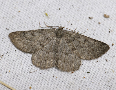 2259 Gnophos obfuscata 0043.jpg