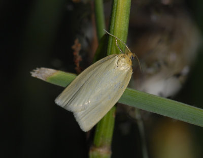 1325 Aphelia paleana 0023.jpg