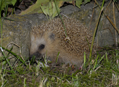Erinaceus europaeus 0050.jpg