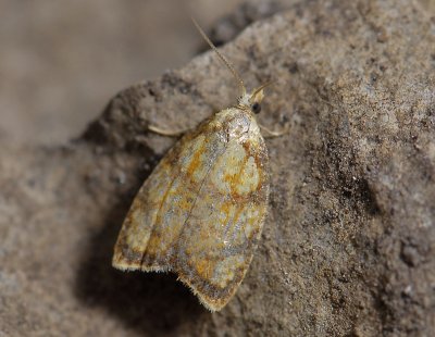 1239 Acleris bergmanniana 0077.jpg