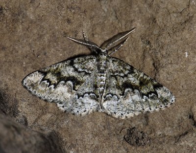 2241   Cleorodes lichenaria  0091.jpg