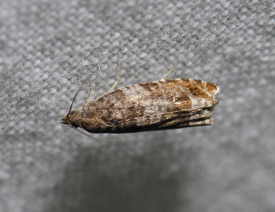 1442   Epinotia abbreviana  0098.jpg