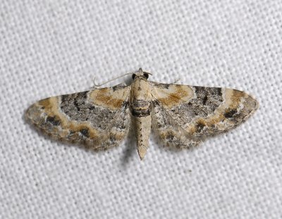 2441   Eupithecia linariata  0114.jpg