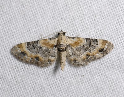 2441 Eupithecia linariata 0114.jpg