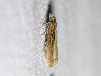 1473 Eucosma obumbratana 0131.jpg