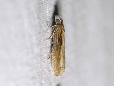 1473   Eucosma obumbratana  0131.jpg