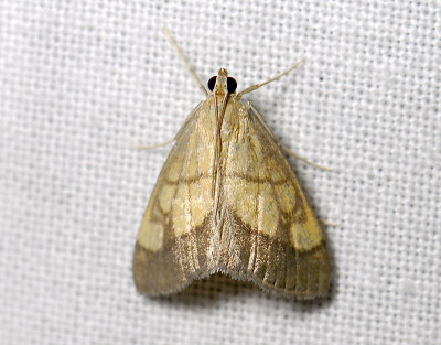 1873   Evergestis limbata  0168.jpg