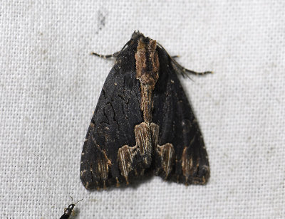 2811 Dypterygia scabriuscula 0214.jpg