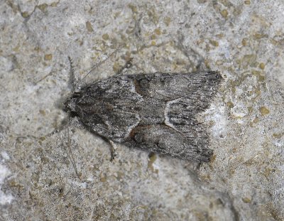 2575   Cryphia raptricula  3047.jpg