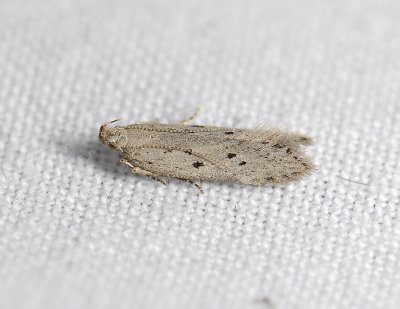 1038 Athrips mouffetella 3056.jpg