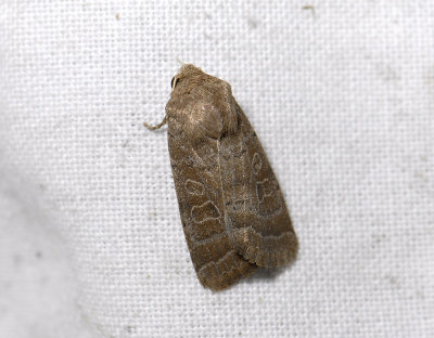 2800 Hoplodrina blanda 3113.jpg