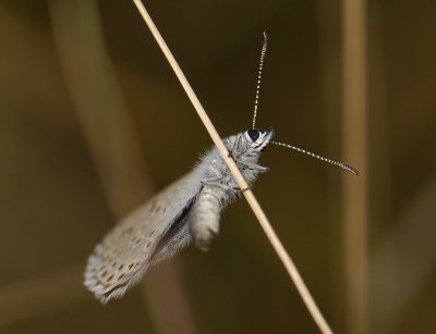 2060 Maculinea arion 3178.jpg
