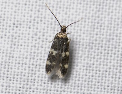 0893  Oegoconia deauratella  3262.jpg