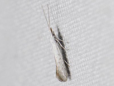 0793   Coleophora anatipennella  3311.jpg