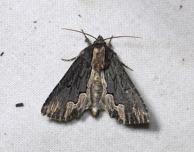 2811 Dypterygia scabriuscula 3367.jpg