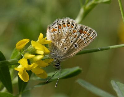 2070 Aricia artaxerxes 3427.jpg