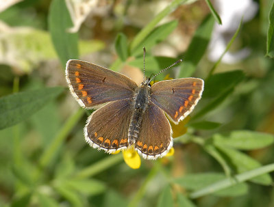 2070 Aricia artaxerxes 3425.jpg