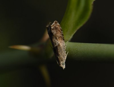 1457 Epinotia tenerana 3544.jpg