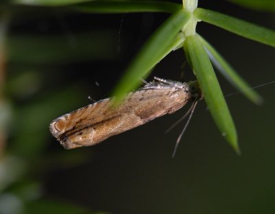 1457   Epinotia tenerana  3553.jpg