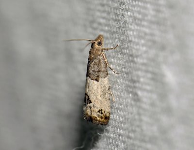 1432 Spilonota ocellana 3559.jpg