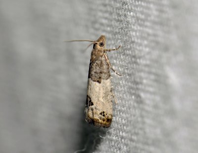 1432   Spilonota ocellana  3559.jpg