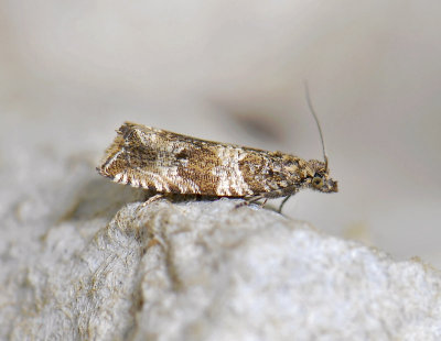 1387 Celypha cespitana 3561.jpg