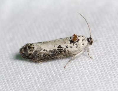 1377 Hedya salicella 3565.jpg