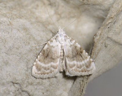 3079 Meganola albula 3566.jpg